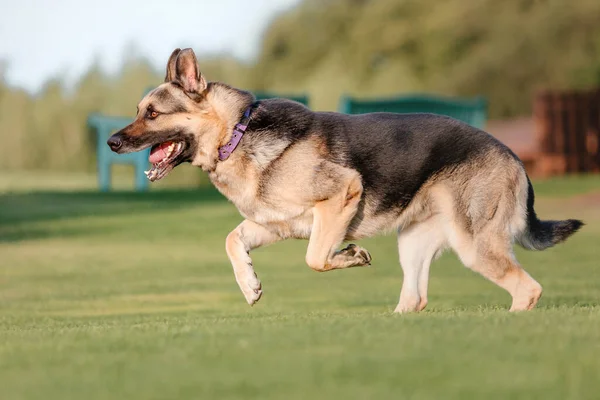 Pastor Inglês Pastoreando Cachorro Com Bola De Tênis Imagem de Stock -  Imagem de jogo, inglês: 177133179