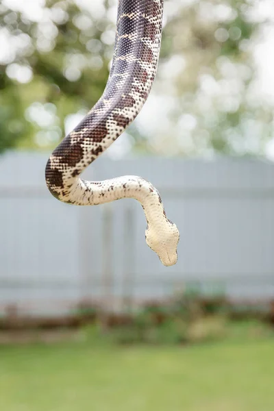 ぼんやりとした背景にぶら下がっているヘビのクローズアップ野生の概念 — ストック写真