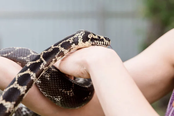 Primo Piano Delle Mani Che Tengono Serpente Sfondo Sfocato Concetto — Foto Stock