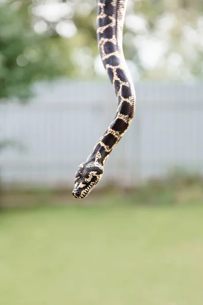 ぼんやりとした背景にぶら下がっているヘビのクローズアップ野生の概念 — ストック写真