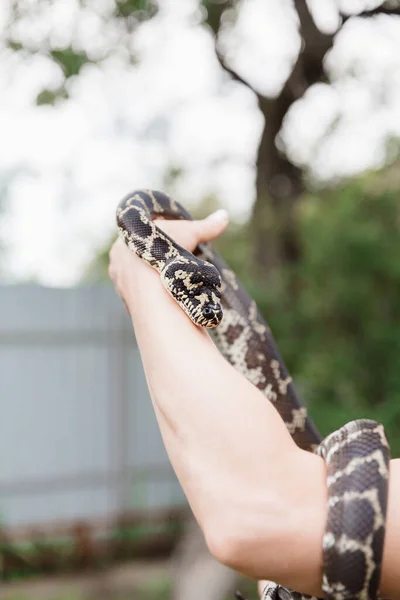 Close Mãos Segurando Cobra Fundo Borrado Conceito Loucura — Fotografia de Stock