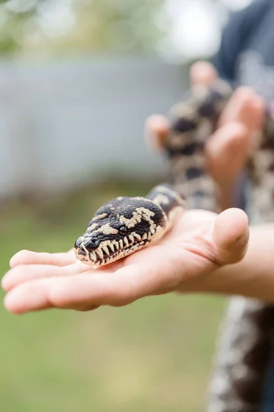 Närbild Händer Som Håller Orm Suddig Bakgrund Vildhet Koncept — Stockfoto