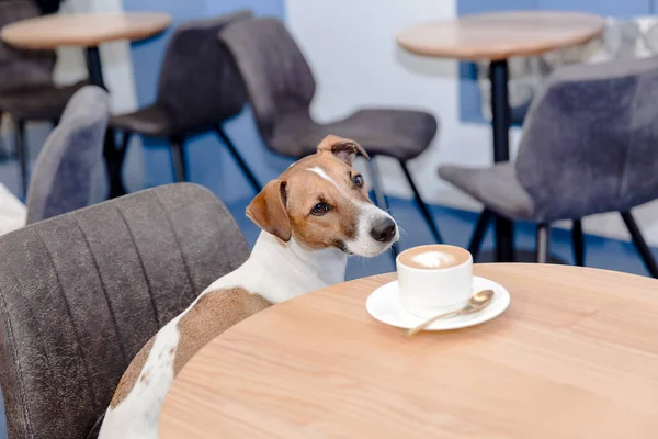 Cute dog at pet-friendly cafe