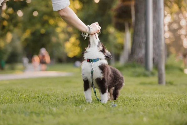 所有者と小さな犬は公園で遊んで楽しい一日を過ごします — ストック写真