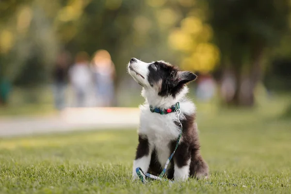 Komik Şirin Portre Köpekleri Avustralyalılar Avustralyalı Çobanlar — Stok fotoğraf