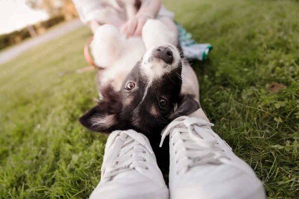 女性ペットかわいい黒と白の子犬 — ストック写真