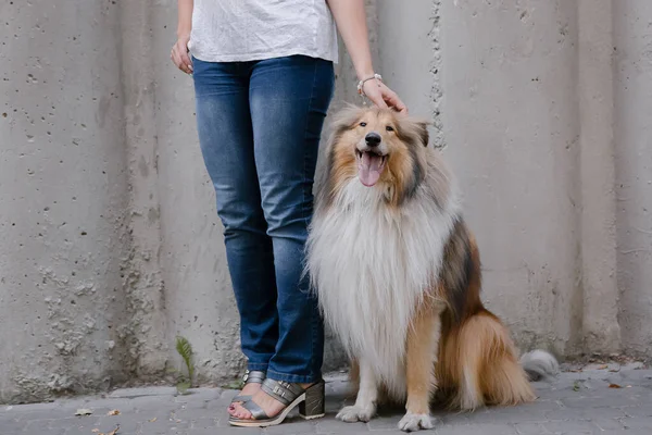 Bonito Collie Cão Sentado Perto Mulher — Fotografia de Stock