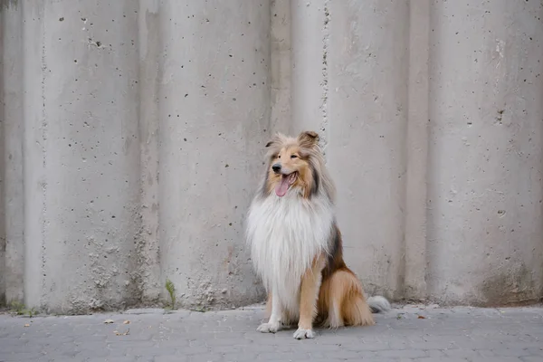 Cute Rasy Collie Psa — Zdjęcie stockowe