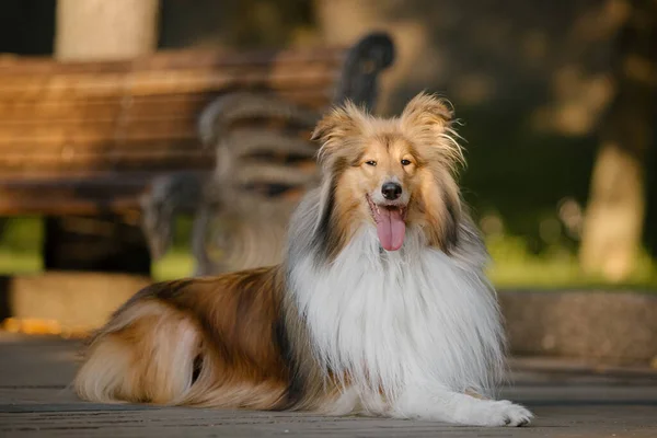 Cão Bonito Collie Raça — Fotografia de Stock