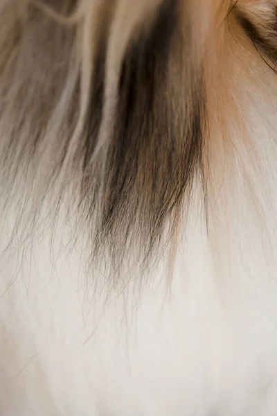 Close Collie Fur — Stock Photo, Image