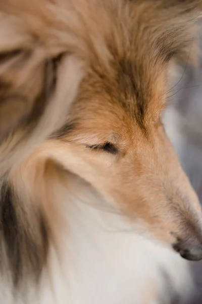 Lindo Perro Collie Raza —  Fotos de Stock