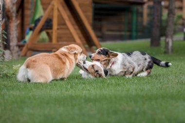 Mutlu ve aktif safkan Galli Corgi köpeği çimlerin üzerinde