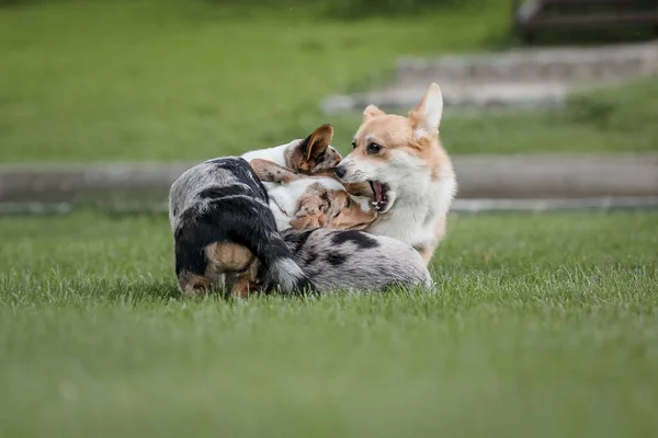 Happy Active Purebred Welsh Corgi Dog Outdoors Grass — Stock Photo, Image