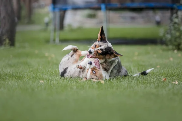 Mutlu Aktif Safkan Galli Corgi Köpeği Çimlerin Üzerinde — Stok fotoğraf