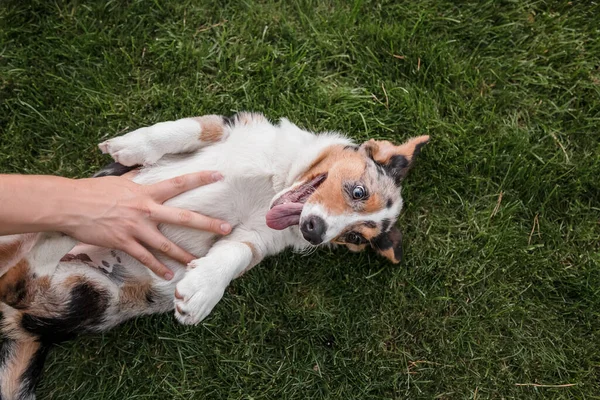 Счастливый Активный Чистокровный Валлийский Корги Собака Открытом Воздухе Траве — стоковое фото