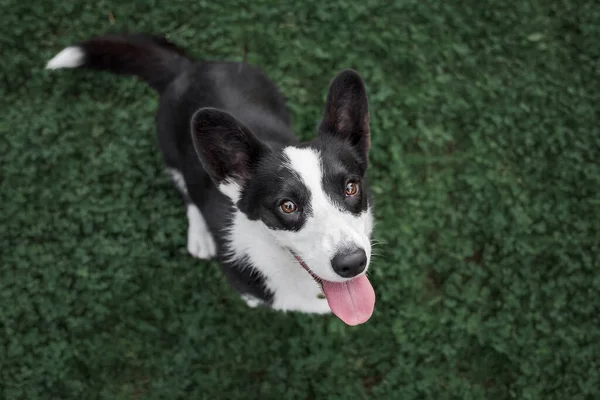 Chien Gallois Race Corgi Heureux Actif Extérieur Dans Herbe — Photo