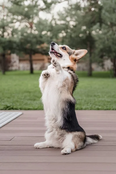 Felice Attivo Cane Gallese Razza Corgi All Aperto Nell Erba — Foto Stock