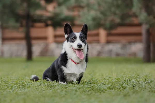 Счастливый Активный Чистокровный Валлийский Корги Собака Открытом Воздухе Траве — стоковое фото