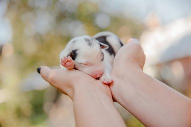 Yeni doğmuş hudut köpeği avuçlarında