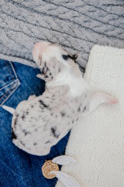 Yeni doğan sınır köpeği.