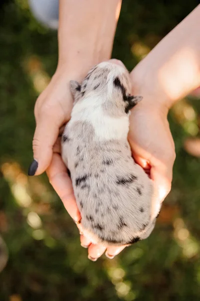 ヤシの新生のボーダーコーリー子犬 — ストック写真