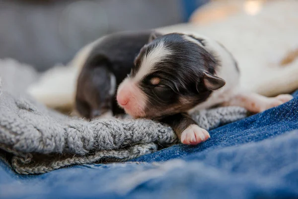 Filhote Cachorro Collie Fronteira Recém Nascido — Fotografia de Stock