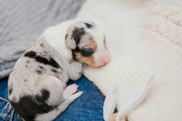 Filhote Cachorro Collie Fronteira Recém Nascido — Fotografia de Stock