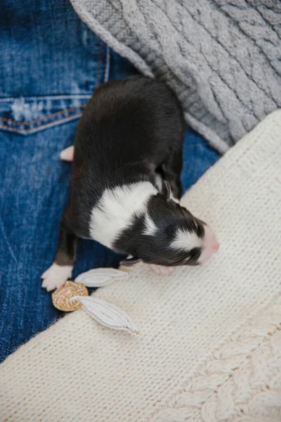 新生児の国境コリー子犬 — ストック写真