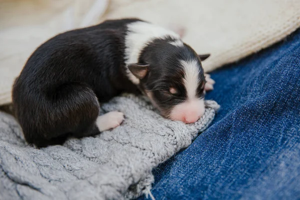 Yeni Doğan Sınır Köpeği — Stok fotoğraf