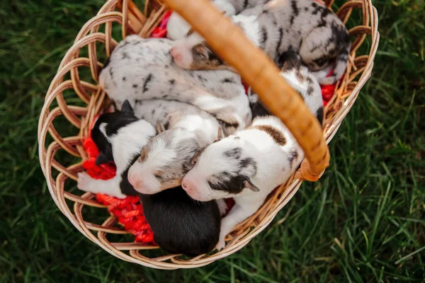 Recién Nacido Frontera Collie Cachorro —  Fotos de Stock