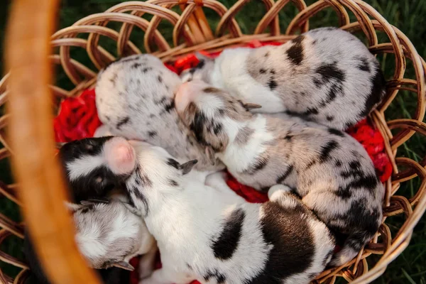 Pasgeboren Border Collie Puppy — Stockfoto