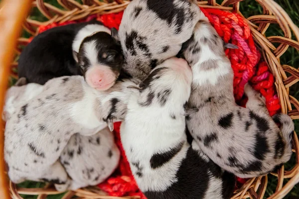 Newborn Border Collie Puppy — Stock Photo, Image
