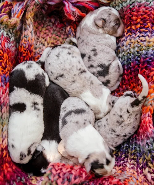 Newborn Border Collie Puppy — Stock Photo, Image