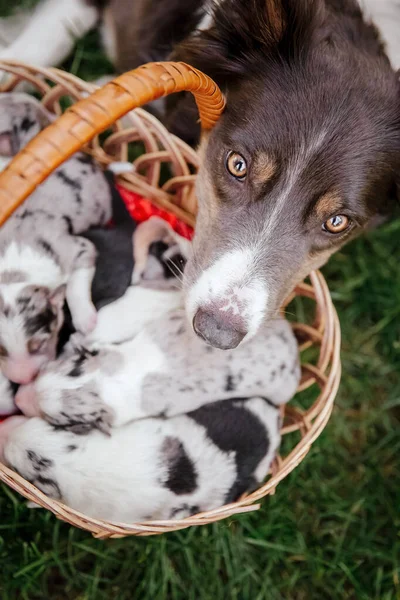 Madre Perro Cachorros Frontera Collie Perro Crianza —  Fotos de Stock