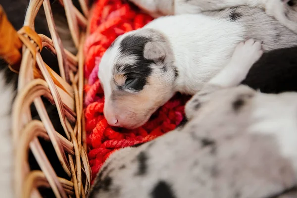 Recién Nacido Frontera Collie Cachorro —  Fotos de Stock