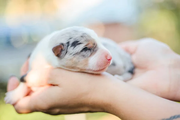 Filhote Cachorro Collie Borda Recém Nascido Nas Palmas Das Mãos — Fotografia de Stock