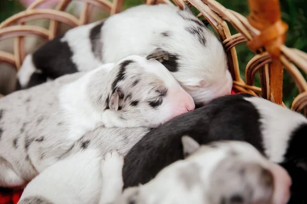 Pasgeboren Border Collie Puppy — Stockfoto