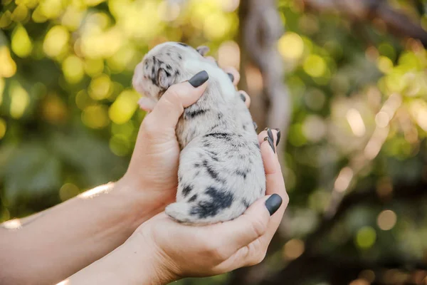 Filhote Cachorro Collie Borda Recém Nascido Nas Palmas Das Mãos — Fotografia de Stock