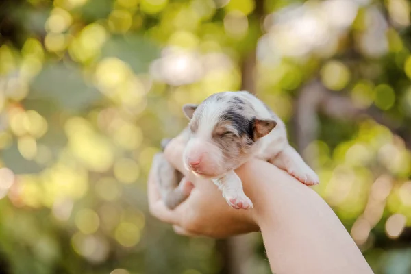 Filhote Cachorro Collie Borda Recém Nascido Nas Palmas Das Mãos — Fotografia de Stock