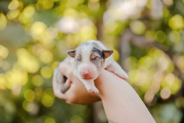 Yeni Doğmuş Hudut Köpeği Avuçlarında — Stok fotoğraf
