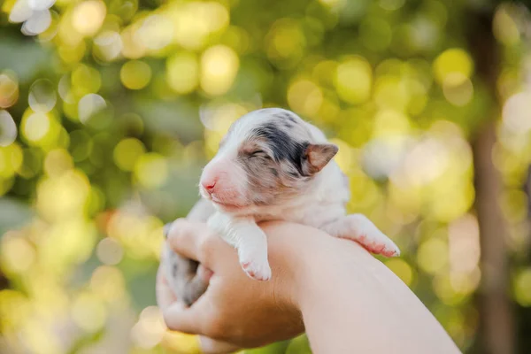 Yeni Doğmuş Hudut Köpeği Avuçlarında — Stok fotoğraf