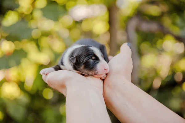 Newborn Border Collie Puppy Palms — Stock Photo, Image