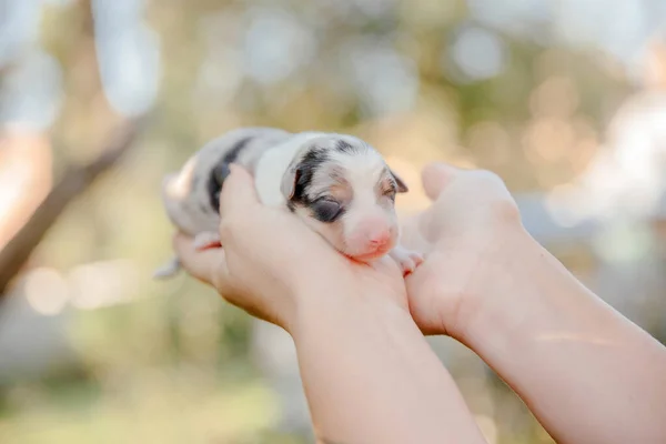 Filhote Cachorro Collie Borda Recém Nascido Nas Palmas Das Mãos — Fotografia de Stock