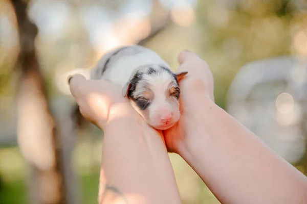 Новорожденный Щенок Колли Ладонях — стоковое фото