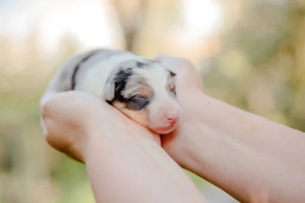 Filhote Cachorro Collie Borda Recém Nascido Nas Palmas Das Mãos — Fotografia de Stock