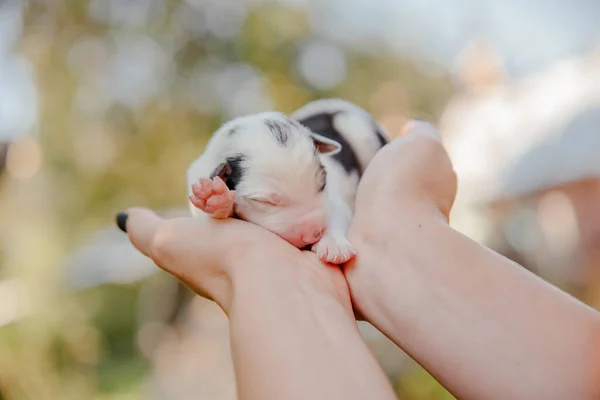 Yeni Doğmuş Hudut Köpeği Avuçlarında — Stok fotoğraf