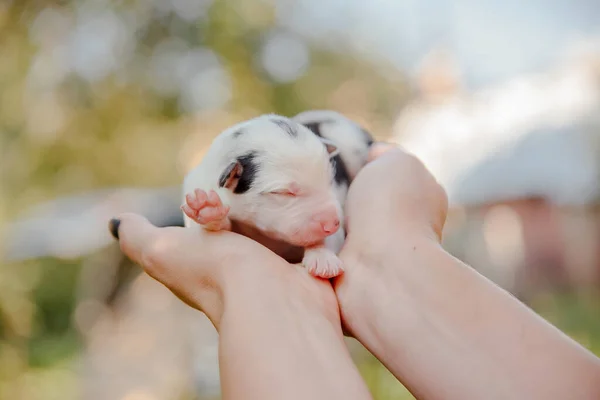 Filhote Cachorro Collie Borda Recém Nascido Nas Palmas Das Mãos — Fotografia de Stock