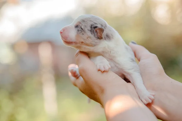 Yeni Doğmuş Hudut Köpeği Avuçlarında — Stok fotoğraf