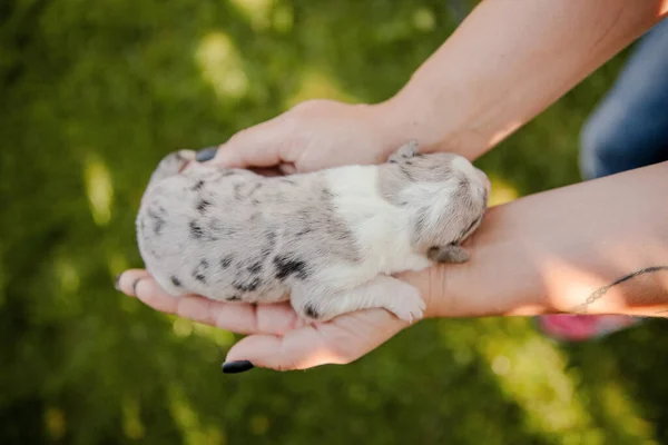 Filhote Cachorro Collie Borda Recém Nascido Nas Palmas Das Mãos — Fotografia de Stock