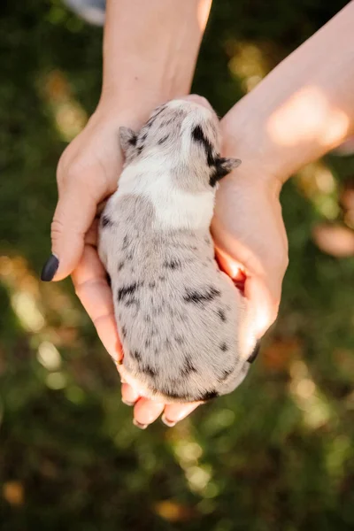 ヤシの新生のボーダーコーリー子犬 — ストック写真